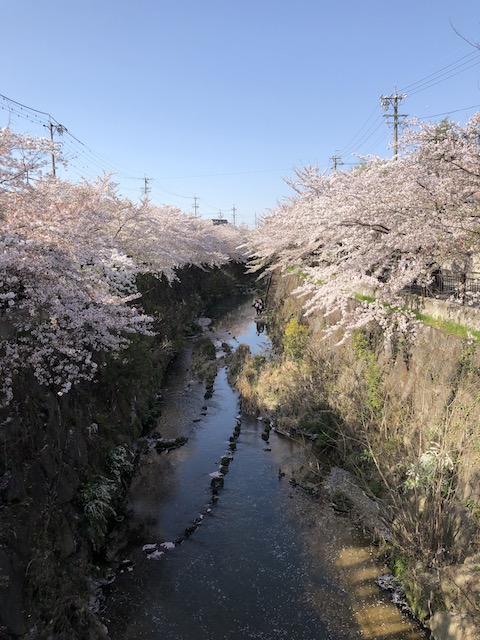 石川橋（山崎川）の桜
